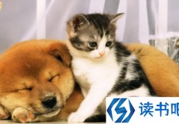 「深圳立法禁食猫狗是真的吗」深圳禁食猫狗肉