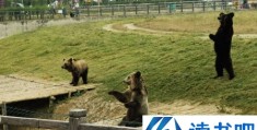 「上海野生动物园熊伤人致死怎么回事」上海野生动物园 熊伤人