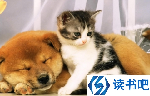 深圳立法禁食猫狗是真的吗 该不该立法禁食猫狗肉1