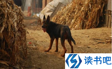 深圳立法禁食猫狗是真的吗 该不该立法禁食猫狗肉3
