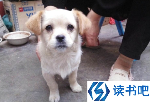 深圳立法禁食猫狗是真的吗 该不该立法禁食猫狗肉4